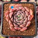 Echeveria 'Zaragoza' Hybrid 2" Succulent Plant