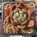 Echeveria Agavoides sp. 1" Succulent Plant