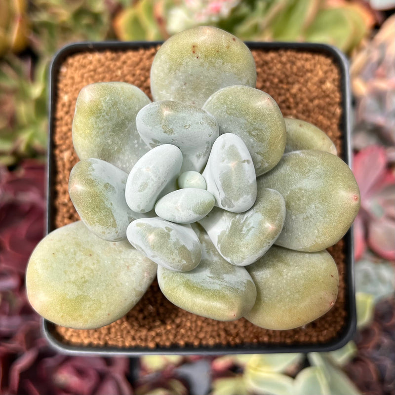 bracteosum succulent Pachyphytum 'Bracteosum' 2