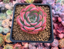 Echeveria 'Hongye' 2" Succulent Plant