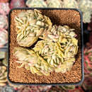 Echeveria 'Locio' Crested 3" Succulent Plant