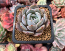Echeveria 'Lehman' 1"-2" Succulent Plant