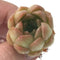 Echeveria 'Pink Ping Pong' 1" Seedling Succulent Plant