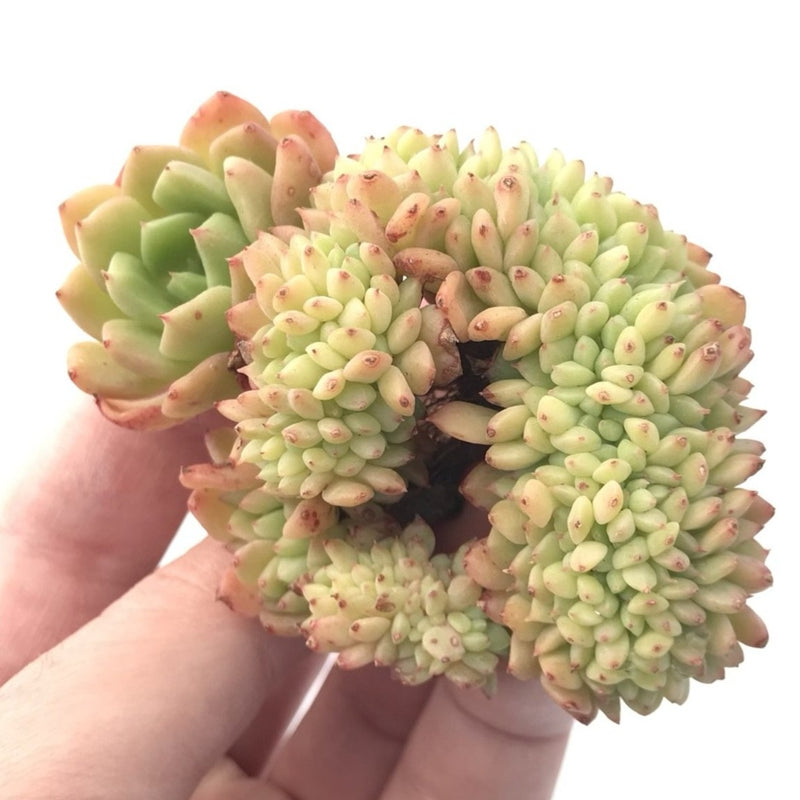Echeveria ‘Leisal’ Crested Cluster 2"-3” Rare Succulent Plant