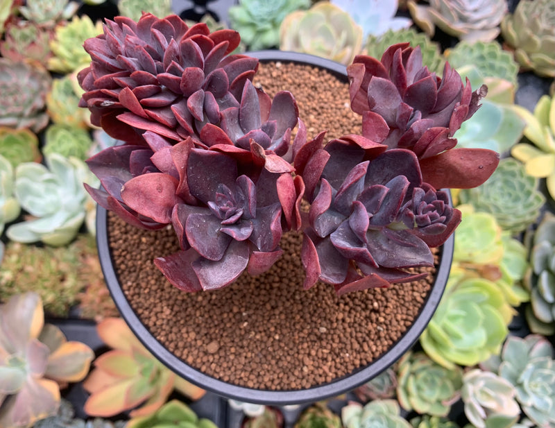 hanaikada succulent Echeveria 'Hanaikada' Crested 5" Succulent Plant – True Succulents Plant Co