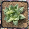 Haworthia 'Cymbiformis' Variegated 3" Succulent Plant