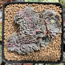 Echeveria 'Tuxpan' Crested 3" Succulent Plant