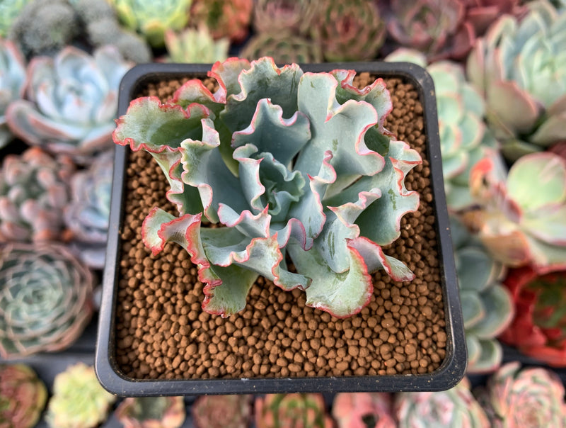 aquarius succulent Echeveria 'Aquarius' 1"-2" Succulent Plant – True Succulents Plant Co