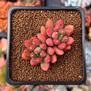 Pachyphytum Compactum 'Pink Glaucum' 1"-2" Cluster Succulent Plant