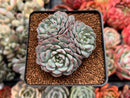 Echeveria 'Minima' 2"-3" Cluster Succulent Plant