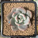 Echeveria 'Purple Champaign' 1" Succulent Plant