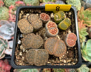 Collection of Lithops 2" (x10 Lithops) Succulent Plant