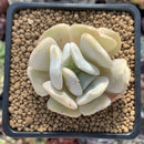 Echeveria 'Exotic' 2" Powdery Succulent Plant