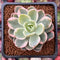 Echeveria 'Pink Vera' Variegated 2" Succulent Plant