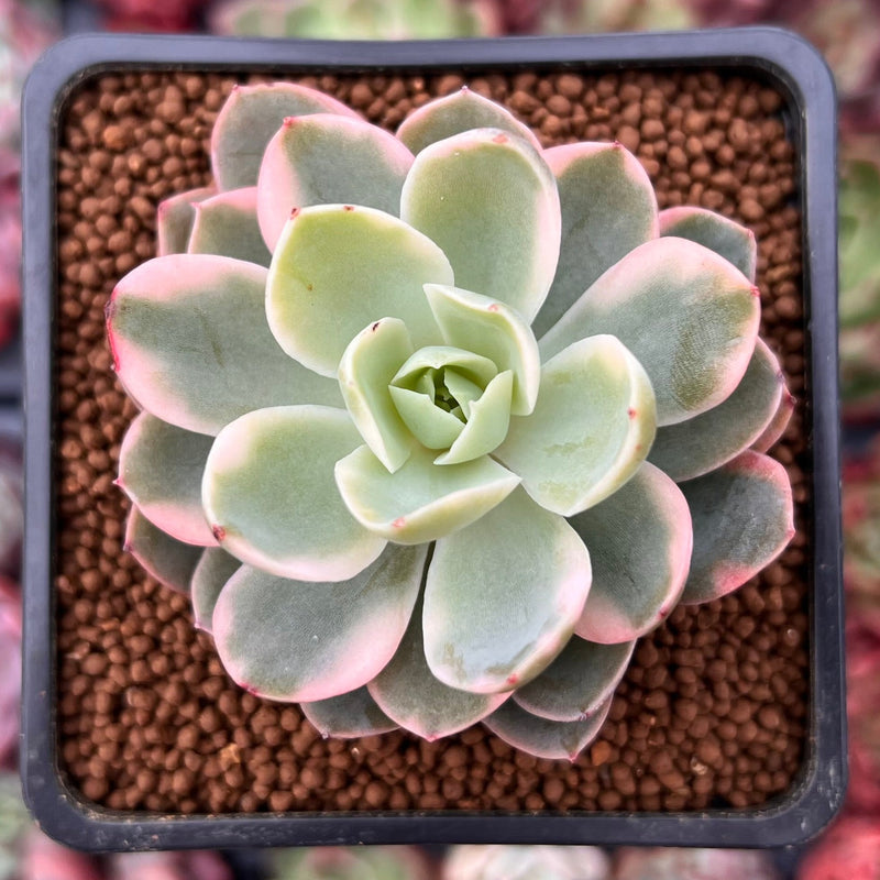 Echeveria 'Pink Vera' Variegated 2