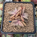 Echeveria 'Xichuensis' 2" Cluster Succulent Plant