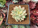 Echeveria 'Mebina' Variegated 2" Succulent Plant