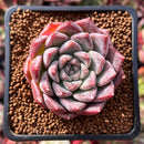 Echeveria 'Fresco' 2" New Hybrid Succulent Plant