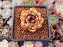 Echeveria Agavoides 'Ebony Night' Hybrid 1" Succulent Plant