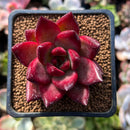 Echeveria Agavoides 'Fire Bird' 2" Succulent Plant