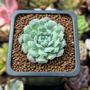 Echeveria 'Hearts Choice' 1" Succulent Plant