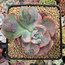 Echeveria 'Beyonce' Variegated Unique 2"-3" Succulent Plant