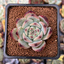 Echeveria 'Ratam' 2" Succulent Plant