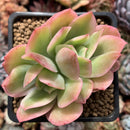 Echeveria 'Luella' Variegated 2"-3" Succulent Plant