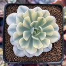 Echeveria Runyonii Variegated (Aka Echeveria 'Akaihosi' Variegated) 3" Succulent Plant