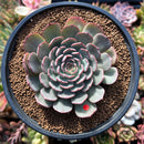 Echeveria 'Zeta' 2"-3" Succulent Plant
