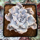 Echeveria 'Crispate Beauty' 2" Powdery Succulent Plant