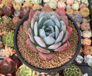 Echeveria 'Ivory' 4" Powdery Succulent Plant