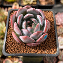 Echeveria 'Starmark' 2" Succulent Plant