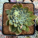 Echeveria 'Hoke' 3" Succulent Plant