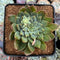 Echeveria 'Hoke' 3" Succulent Plant