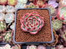 Echeveria 'Estrella' 1" Succulent Plant