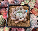 Echeveria 'Monroe Queen' 2" Powdery Succulent Plant