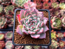 Echeveria 'Chihuahuaensis' 2" Succulent Plant