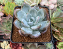 Echeveria 'Ivory' Selected Clone 2" Succulent Plant