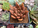 Echeveria Agavoides 'Planetary Stars' 2"-3" Succulent Plant