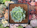 Echeveria 'Hamil' 1"-2"  Succulent Plant