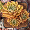 Echeveria Agavoides 'Walshire' 4" Succulent Plant