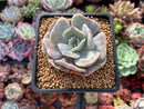 Echeveria 'Lilacina' Mutated 2" Powdery Succulent Plant