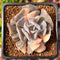 Echeveria 'Cubic Frost' Variegated 2" Succulent Plant