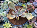 Pachyveria 'Jocelyns Joy' Variegated 3" Succulent Plant