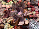 Pachyveria 'Jocelyns Joy' Variegated 3" Succulent Plant