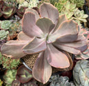 Echeveria 'Pampoteus' Variegated 6" Very Large (Not Jocelyn's Joy Variegated) Rare Succulent Plant