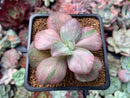 Echeveria 'Suyon Frill' Variegated 2" Succulent Plant