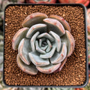 Echeveria 'Rastin' 2" Succulent Plant