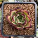 Echeveria Agavoides 'Ebony' 2" Succulent Plant